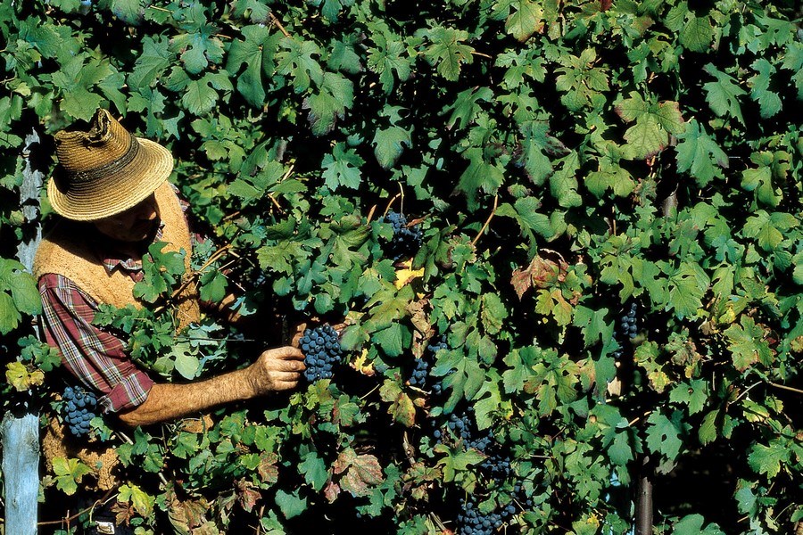 VIVERONE-vendemmia-MV